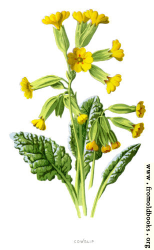 [Picture: Cowslip.]