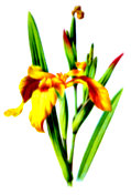 Yellow Iris