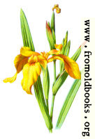 [picture: Yellow Iris]