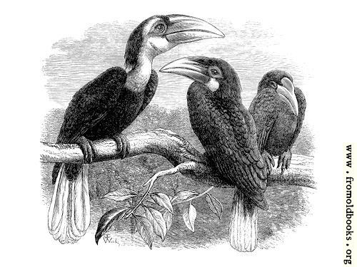 [Picture: Hornbills]