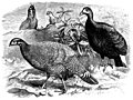[Picture: Pheasants]
