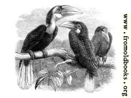 [picture: Hornbills]