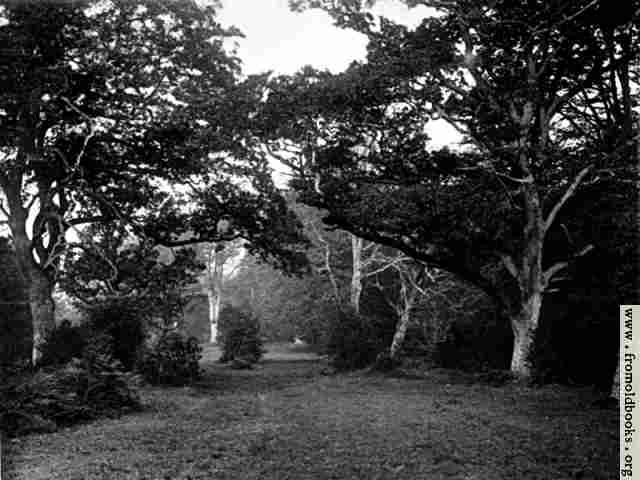 [Picture: A Glade in the New Forest, Hampshire]