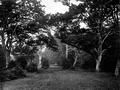 A Glade in the New Forest