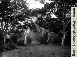 [picture: A Glade in the New Forest, Hampshire]