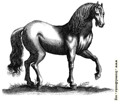 [Picture: 135b.—Antique engraving of a horse]