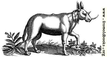 Monoceros (Unicorn) Engraving