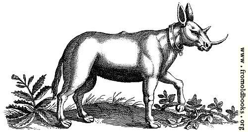 [Picture: Monoceros (Unicorn) Engraving]