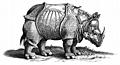 [Picture: Rhinocerous (Rhinoceros, Hornnase Rhinocer) Old Engraving or Woodcut]