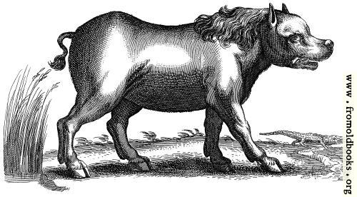 [Picture: Antique engraving of a hippopotamus]