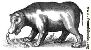 Another antique brass engraving of a Hippopotamus