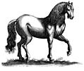 135b.—Antique engraving of a horse