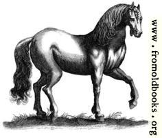 [picture: 135b.---Antique engraving of a horse]