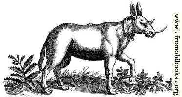 [picture: Monoceros (Unicorn) Engraving]