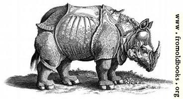 [picture: Rhinocerous (Rhinoceros, Hornnase Rhinocer) Old Engraving or Woodcut]