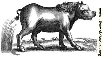 [picture: Antique engraving of a hippopotamus]