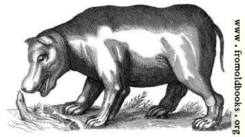 [picture: Another antique brass engraving of a Hippopotamus]