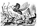 [Picture: Rocking-Horse Fly]