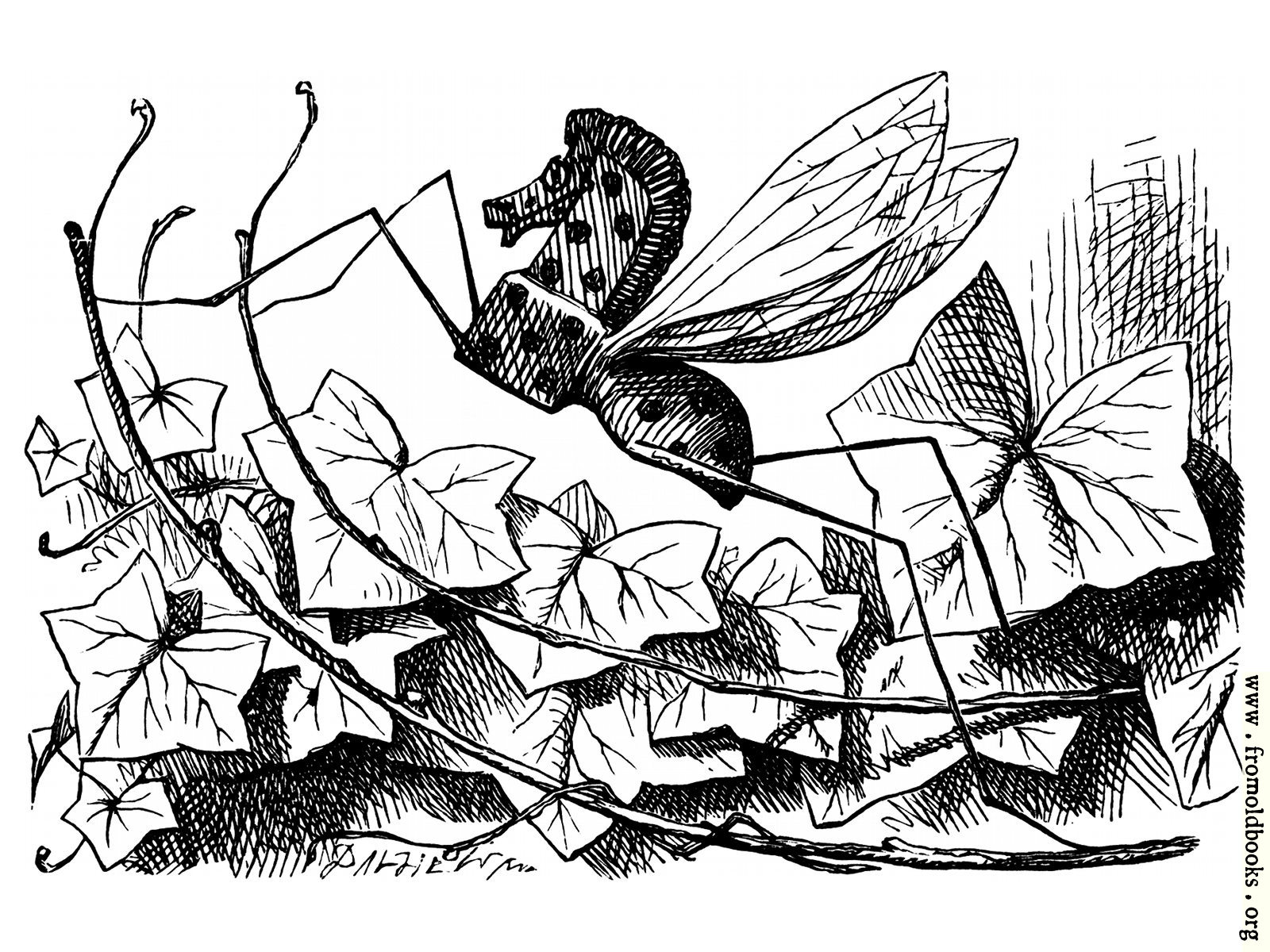 [Picture: Rocking-Horse Fly]