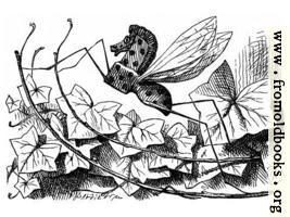 Rocking-Horse Fly