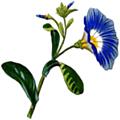 [Picture: Convolvulus Tricolor]