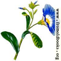 Convolvulus Tricolor