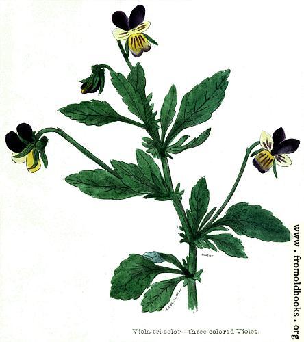 [Picture: Viola tricolour—three coloured Violet]