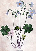 [Picture: Violet Wood-Sorrel]