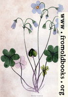 Violet Wood-Sorrel