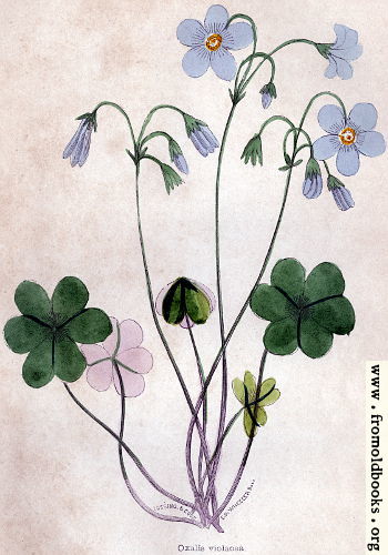 [Picture: Violet Wood-Sorrel]