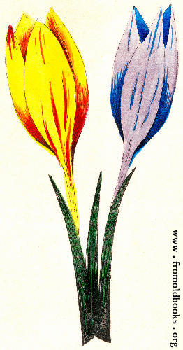 [Picture: Crocus Iriandia Monogynia]