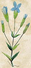 [Picture: Gentiana crinita [The Fringed Gentian]]