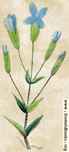 [Picture: Gentiana crinita [The Fringed Gentian]]