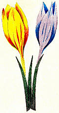Crocus Iriandia Monogynia
