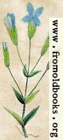 [picture: Gentiana crinita [The Fringed Gentian]]