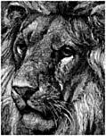 [Picture: Lion Face, detail from Lions in a Cage]