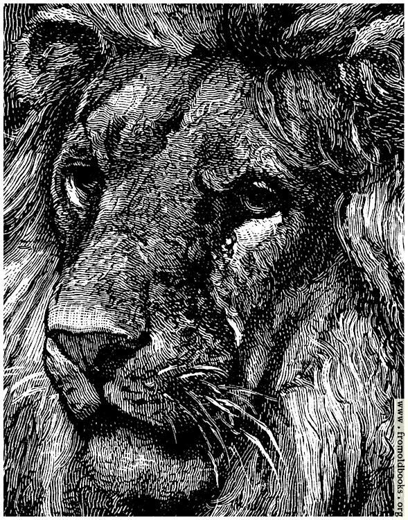 [Picture: Lion Face, detail from Lions in a Cage]