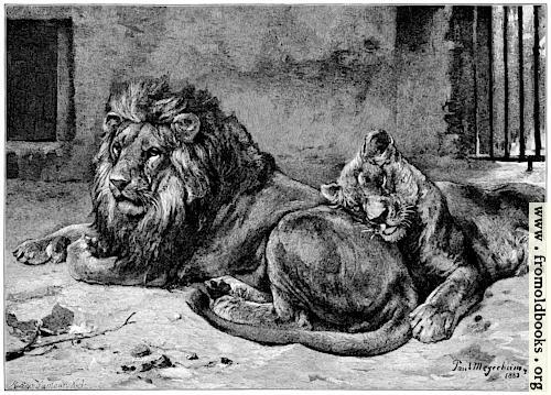 [Picture: Lions in a Cage]