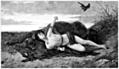 [Picture: Mazeppa]