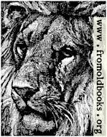 [picture: Lion Face, detail from Lions in a Cage]
