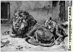 [picture: Lions in a Cage]
