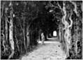 [Picture: Avenue of Sighs]