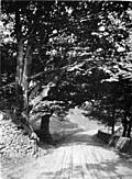 Under the Beeches