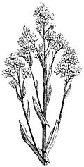 [Picture: 60.—Woad  (Isatis Tinctoria)]