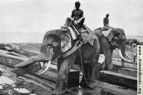 [Picture: Elephants cayying logs at Rangoon]