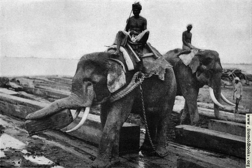 [Picture: Elephants cayying logs at Rangoon]