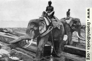 [picture: Elephants cayying logs at Rangoon]