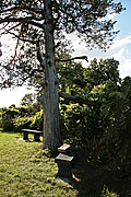 [Picture: Tree with benches and book]