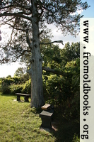 Tree with benches and book