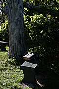 [Picture: Tree with benches and Bible]
